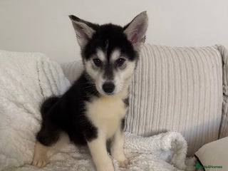 Huskita dogs READY NOW Huskita Puppies - Advert 1