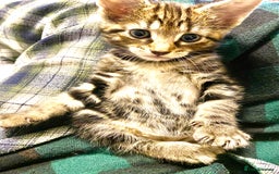 Mixed Breed cats for sale: 4 gorgeous kittens - Image 19