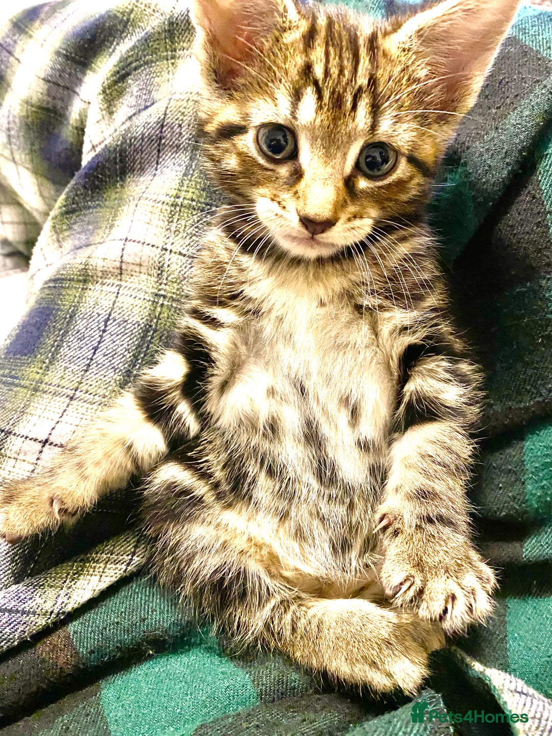 Mixed Breed cats for sale: 4 gorgeous kittens - Image 19