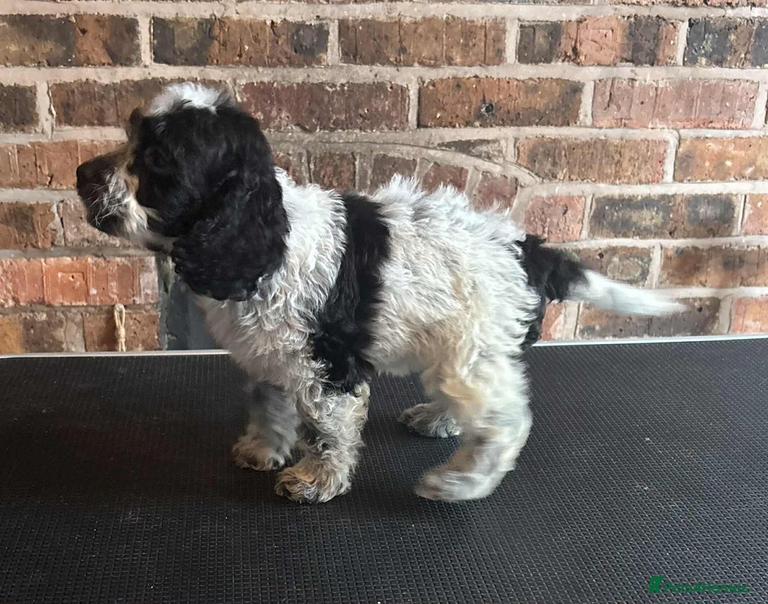 Cockapoo dogs for sale: Beautiful Cockapoo Puppies For Sale - Image 7
