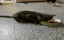 British Shorthair cats for sale: British short hair kittens looking forever home  - Image 7