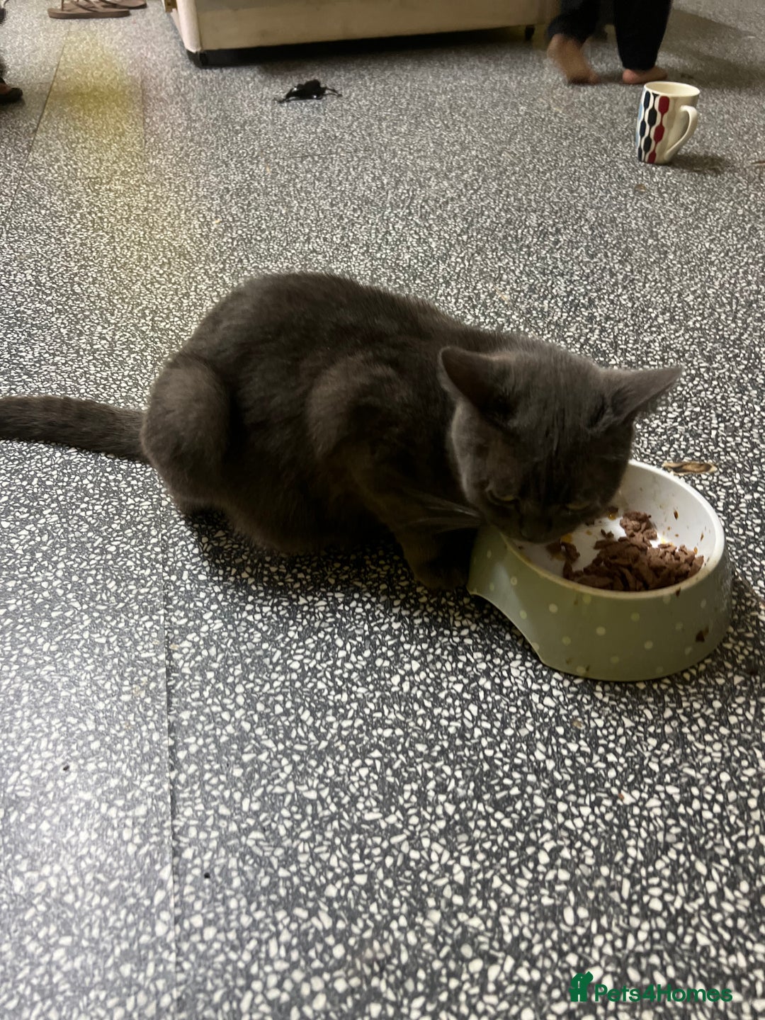 British Shorthair cats for sale: British short hair kittens looking forever home  - Image 7