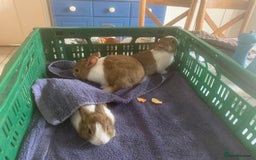 Dutch rabbits for sale: Dutch rabbits - Image 3