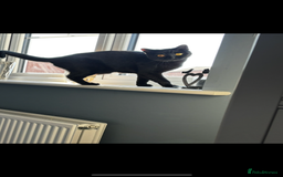 British Shorthair cats for sale: Only 2 rare Black British Shorthair kittens left  - Image 9