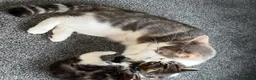 Domestic Shorthair cats for sale: Beautiful long haired tabby kittens  - Advert 2