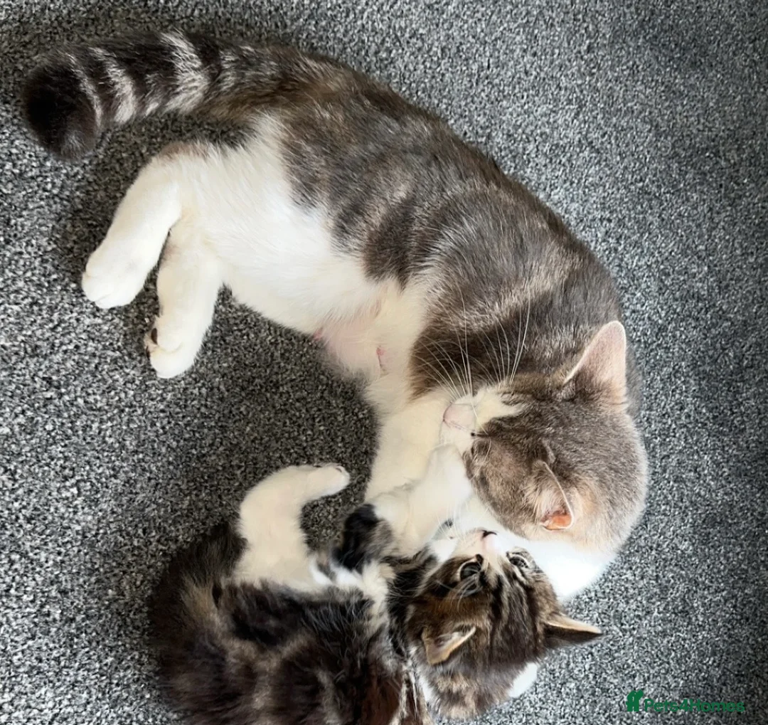 Domestic Shorthair cats for sale: Beautiful long haired tabby kittens  - Advert 2