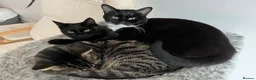 Mixed Breed cats for sale: 4 adult cats for sale/adoption - 2 boys, 2 girls  in Glossop - Advert 16