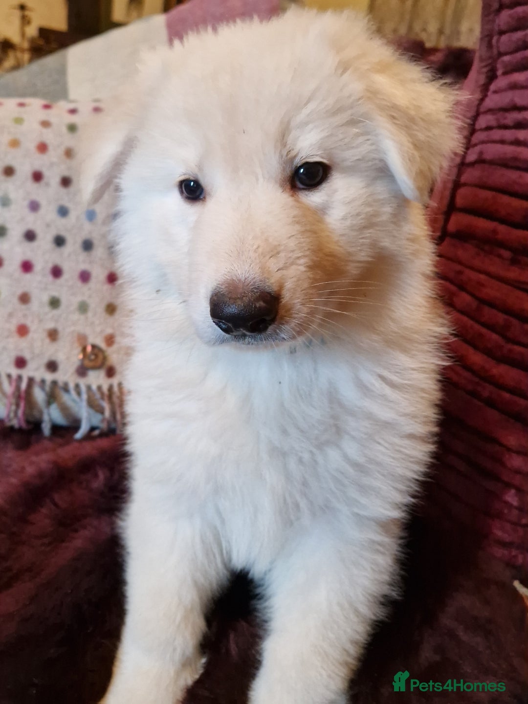 German Shepherd dogs for sale: Lovely long coated German Shepherd Puppies  - Image 4