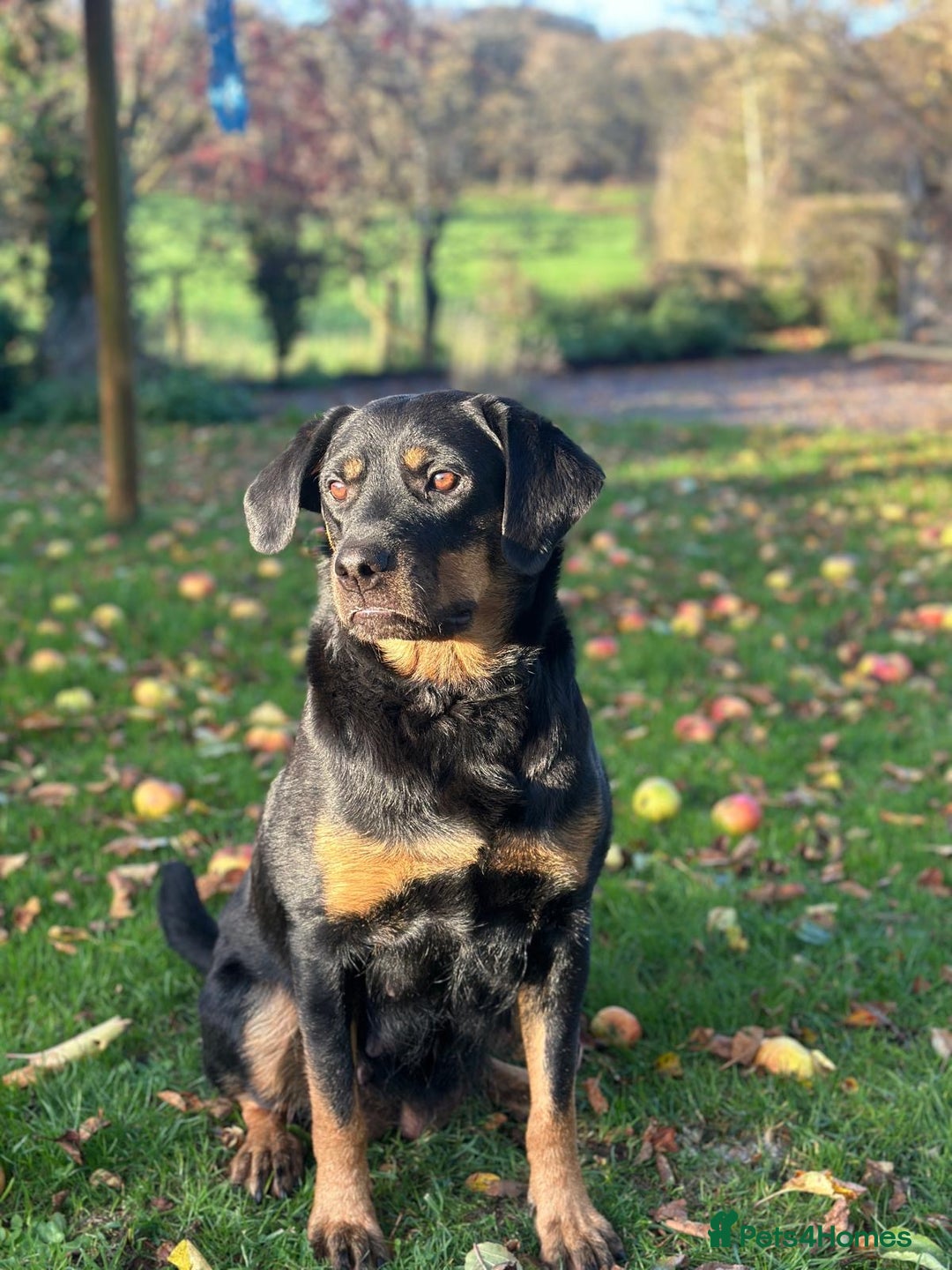 Mixed Breed dogs for sale: 4 Beautiful Hybrid German Shepherd/Rotti puppies - Advert 8