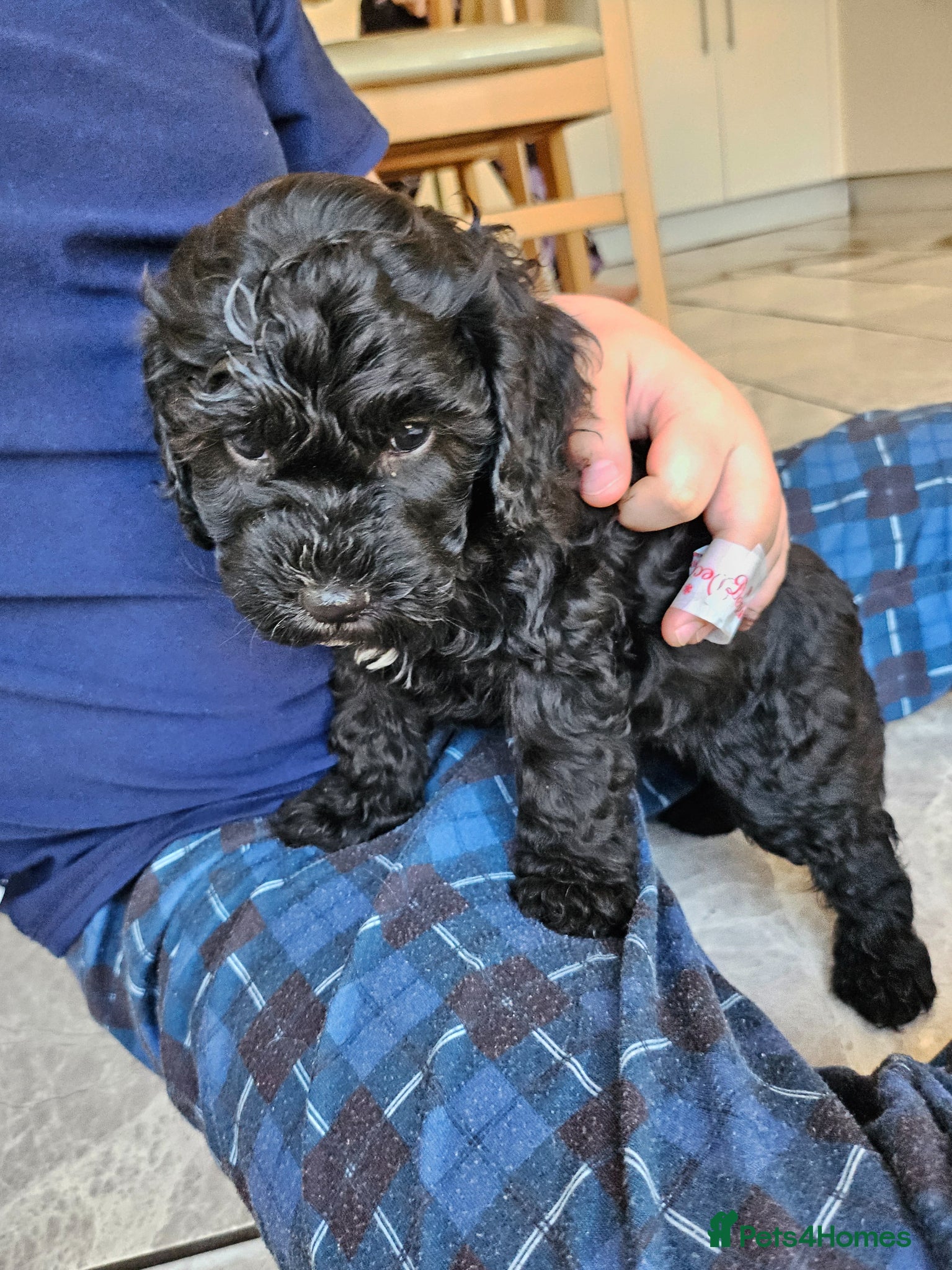 Cockapoo dogs 4little cockerpoo puppies remaining 🐶🐶 - Advert 1