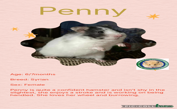 Hamster rodents - Advert 1