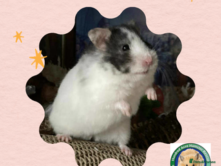 Hamster rodents - Advert 3