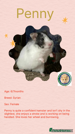 Hamster rodents - Advert 3