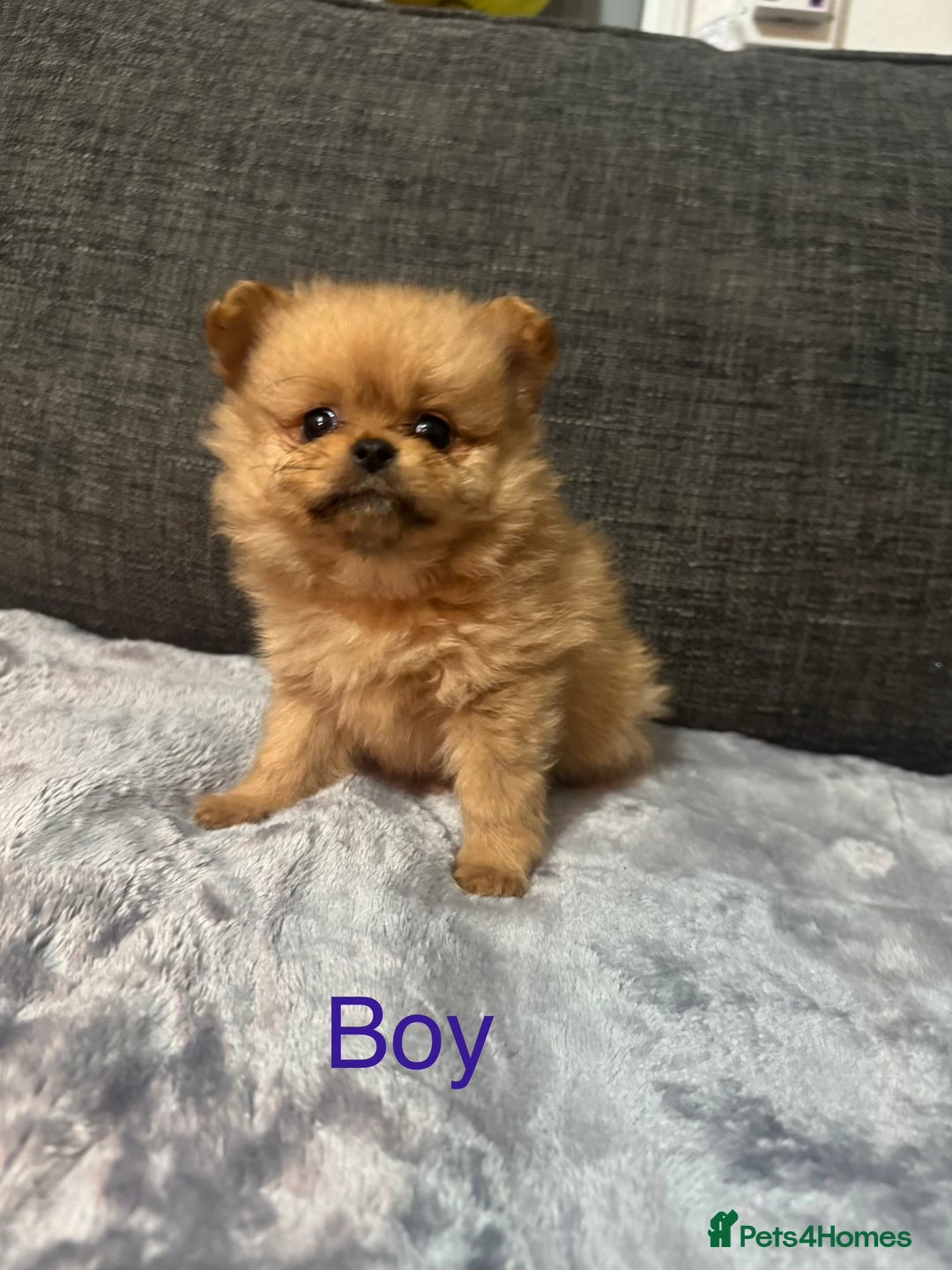 Pomchi dogs for sale: Pomeranian puppy’s  - Advert 4