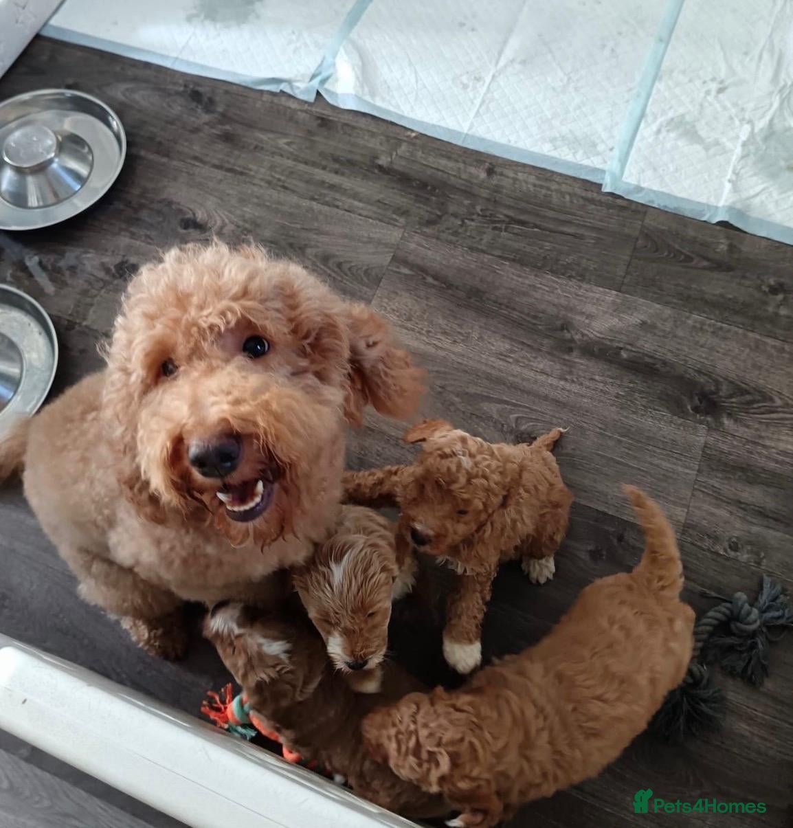 Australian Labradoodle dogs Pure Australian labradoddle  - Advert 2