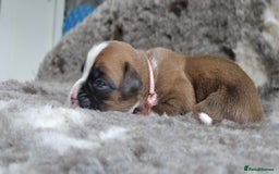 Boxer dogs for sale: Boxer puppies - Image 20