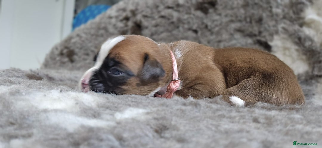 Boxer dogs for sale: Boxer puppies - Image 20