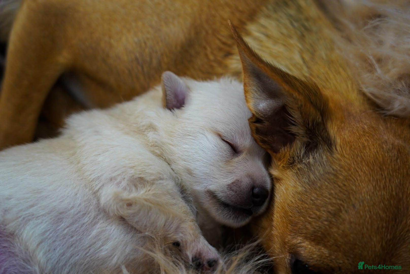 Pomchi dogs for sale: 2 beautiful Pomchis looking for their forever home - Advert 3