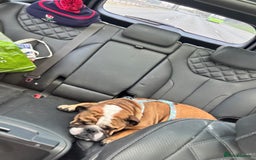 English Bulldog dogs for sale: English Bulldog Needs new Home  - Image 8