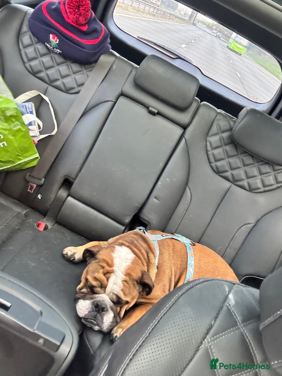 English Bulldog dogs for sale: English Bulldog Needs new Home  - Image 8