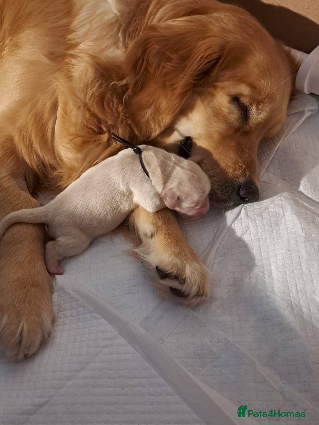 Golden Retriever dogs for sale: European bloodline GR puppies  - Advert 17