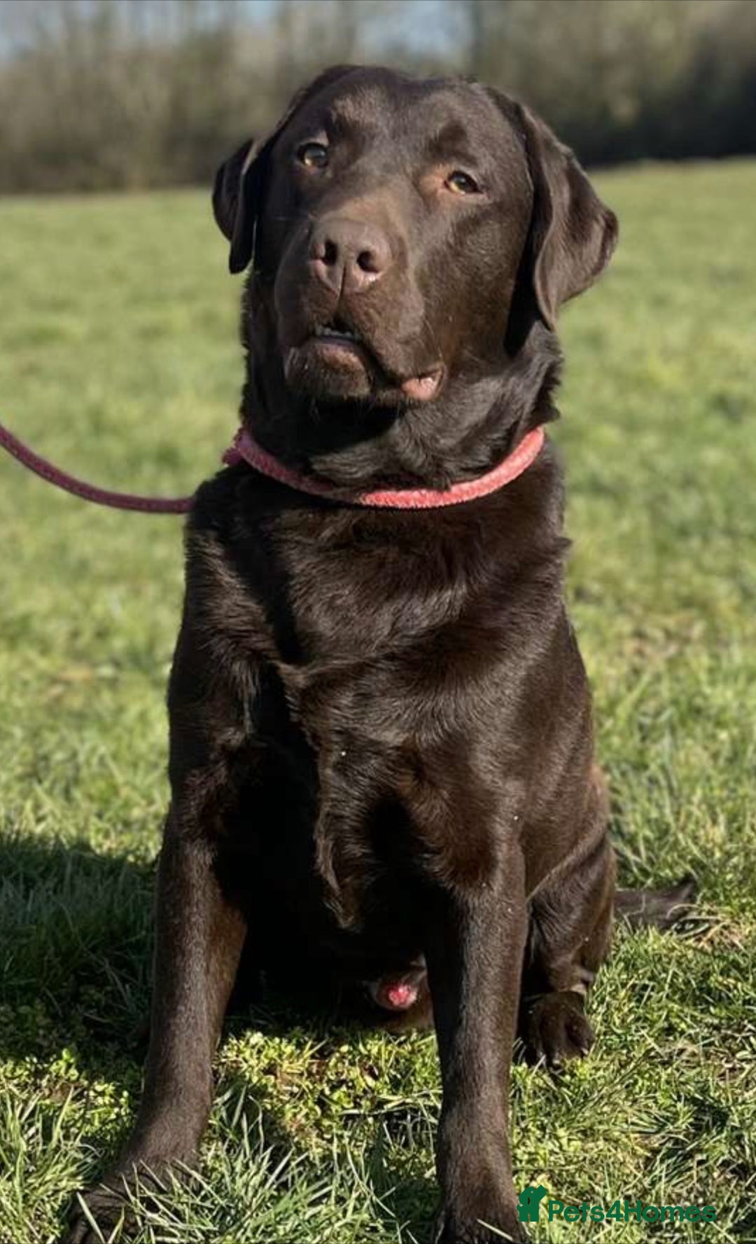 Labrador Retriever dogs for sale: Beautiful Dark Chocolate Labrador Retriever Bitch  - Image 14