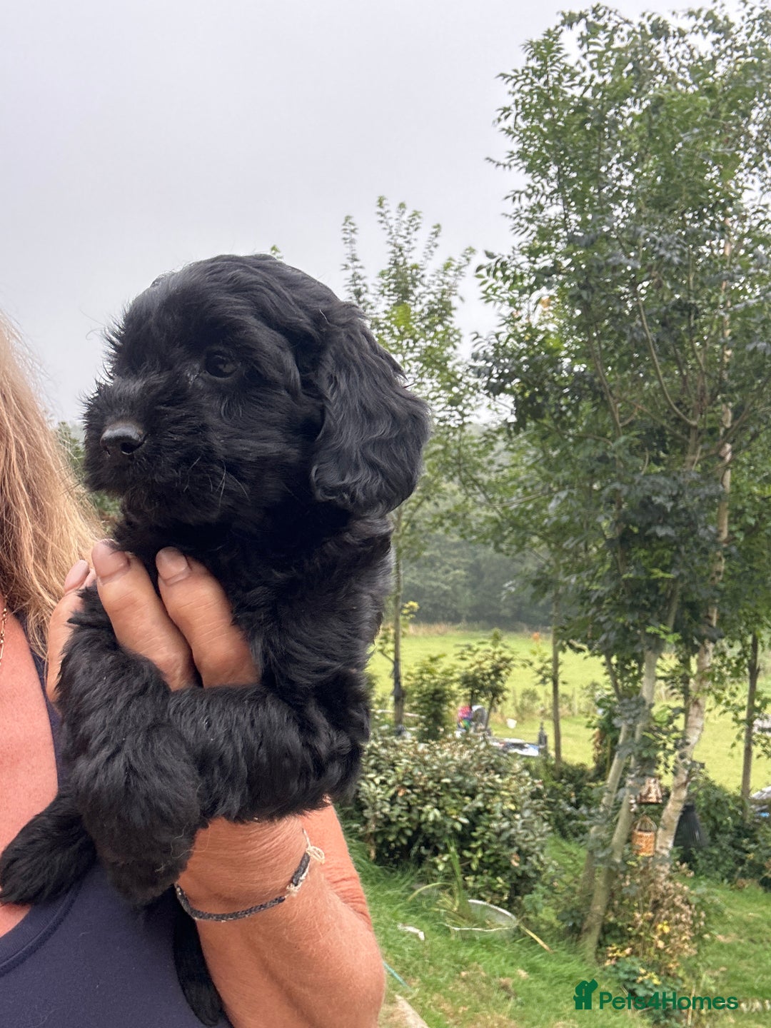 Cockapoo dogs for sale: Lovely litter cockapoo  - Image 21
