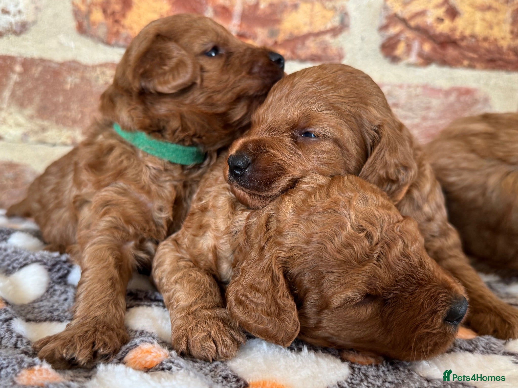 Cockapoo dogs F1b Red cockapoos 🤎 - Advert 2