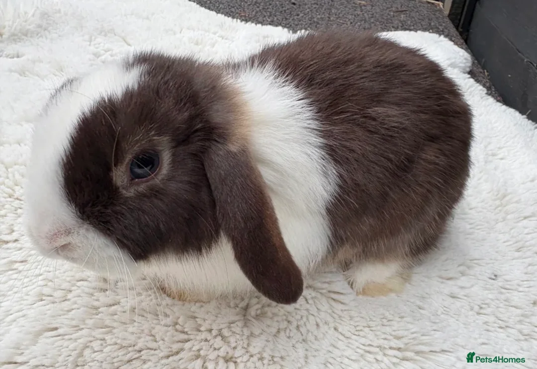 Mini Lop rabbits for sale: Boy Mini Lops looking for their forever home  🐰 - Advert 4