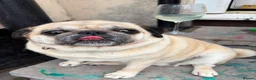 Pug dogs for sale: Pug needs rehoming - Advert 2