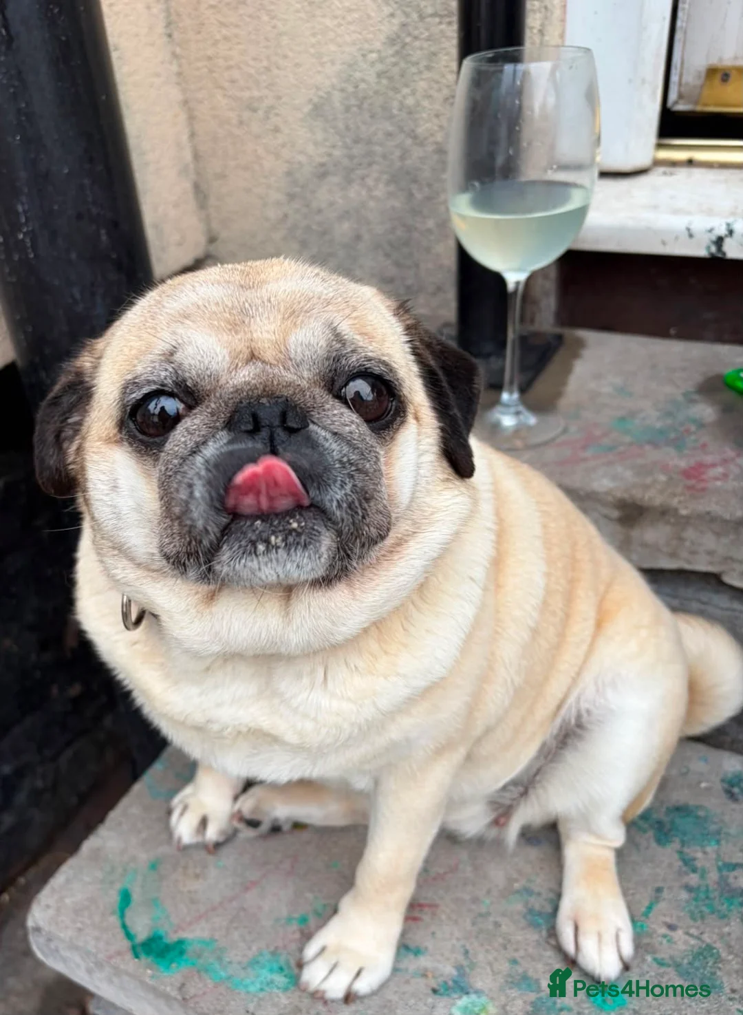 Pug dogs for sale: Pug needs rehoming - Advert 2