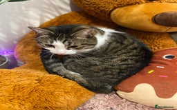 Domestic Shorthair cats for sale: Needs a forever loving home - Image 8