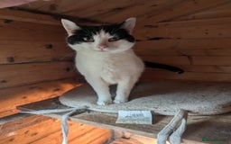Mixed Breed cats for sale: We are Domino and Dora - Image 1