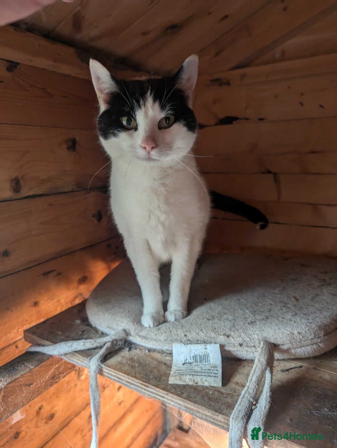 Mixed Breed cats for sale: We are Domino and Dora - Image 1