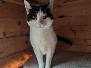 Mixed Breed cats - Advert 21