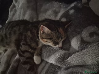 Asian cats - Advert 3