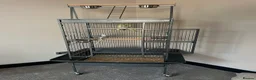 Cockatiels birds for sale: Male & Female Cockatiel Pair - Advert 5