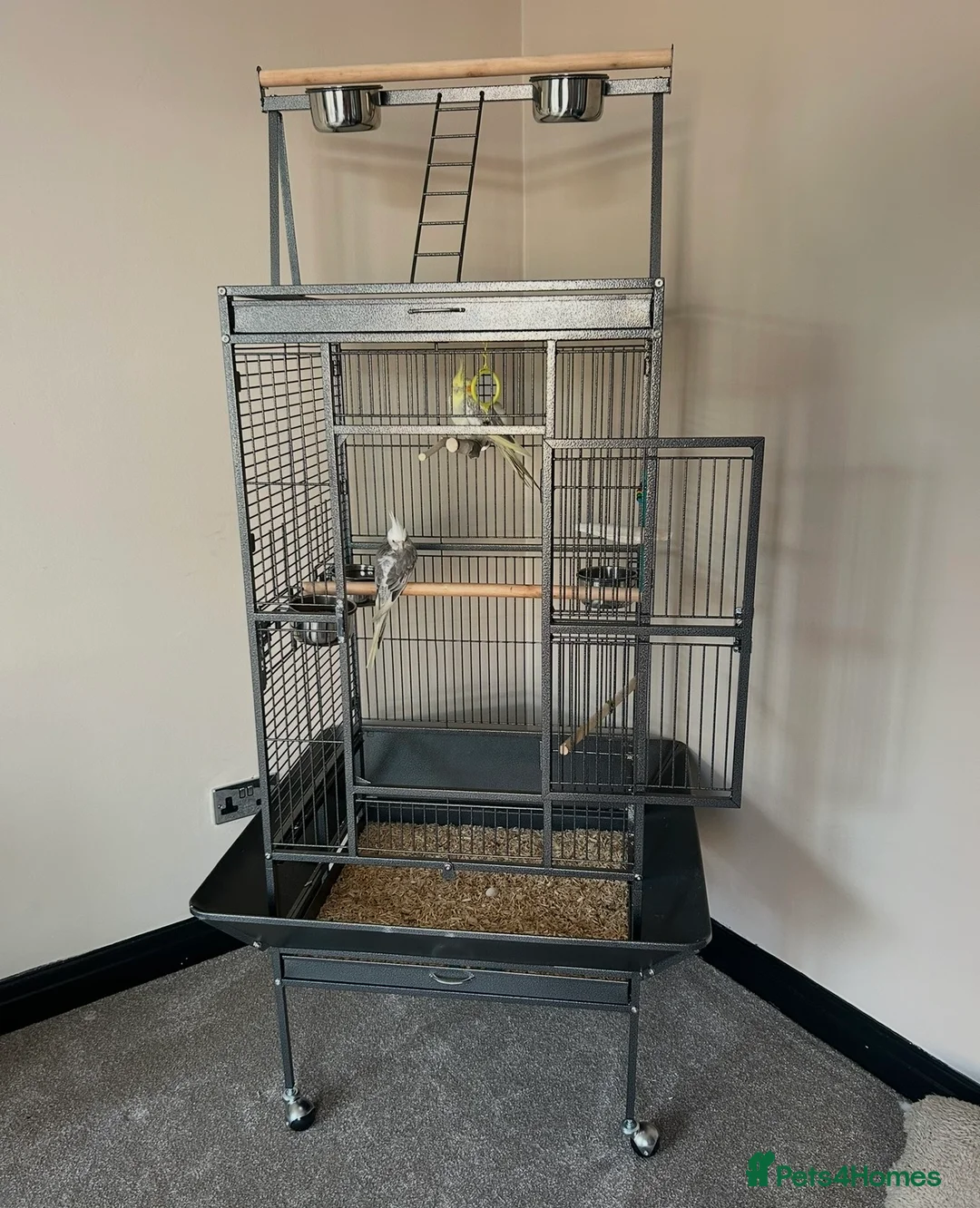 Cockatiels birds for sale: Male & Female Cockatiel Pair - Advert 5