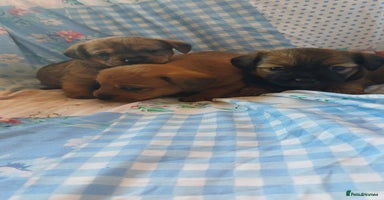 Mixed Breed dogs - Advert 3