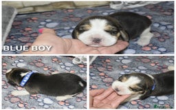 Beagle dogs for sale: Beautiful KC Beagle Puppies – DNA Health Tested  - Image 4