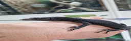 Monitor reptiles for sale: Ukcb26 varanus beccarii  - Advert 3
