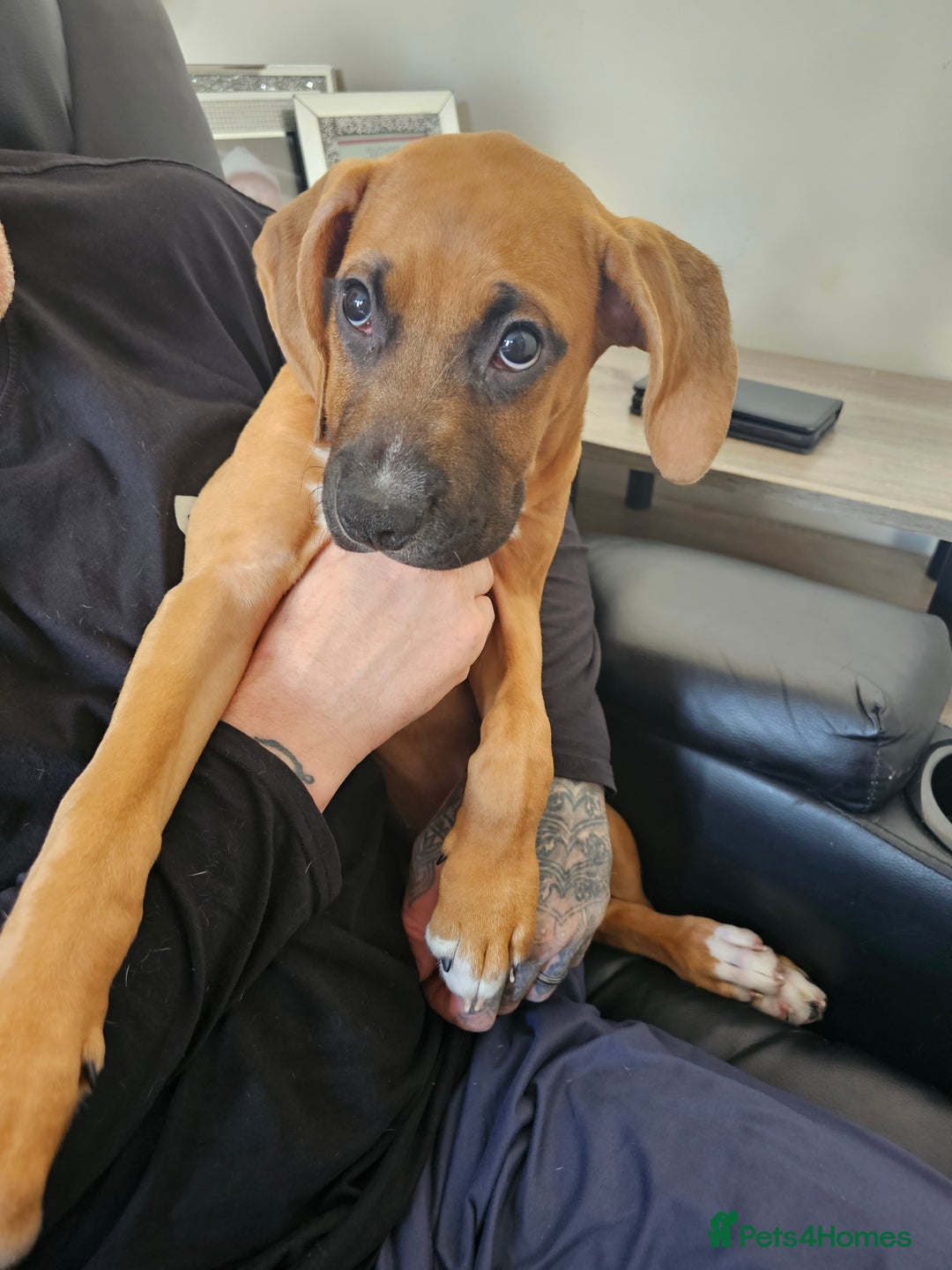Boxer dogs for sale: Beautiful female boxer puppy  - Image 2