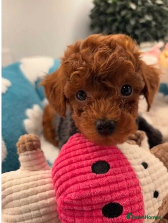 Toy Poodle dogs Outstanding Toy Poodle puppies – 1 boy and 2 girls - Advert 4
