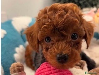 Toy Poodle dogs Outstanding Toy Poodle puppies – 1 boy and 2 girls - Advert 4