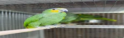 Parrots birds for sale: Baby amazon  - Advert 3