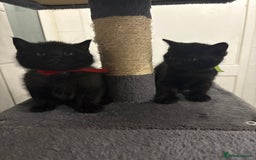 Mixed Breed cats for sale: British Shorthair X - Image 9