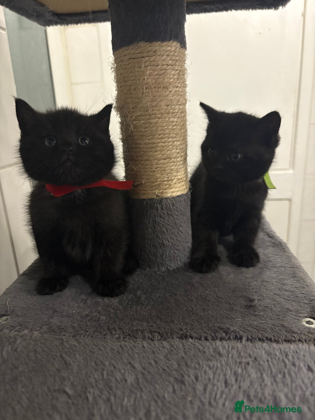 Mixed Breed cats for sale: British Shorthair X - Image 9