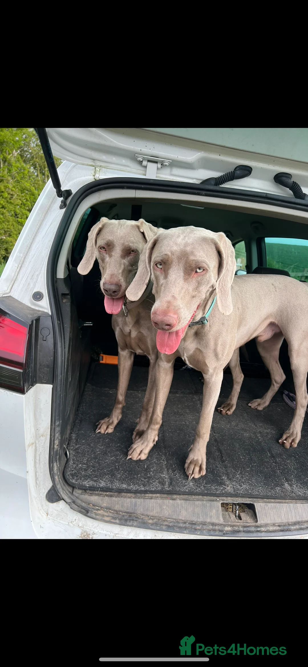 Weimaraner dogs for stud: My boy looking to stud - Advert 3