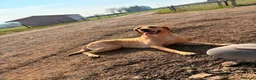 Labrador Retriever dogs for sale:  6 Labrador puppies  - Advert 7