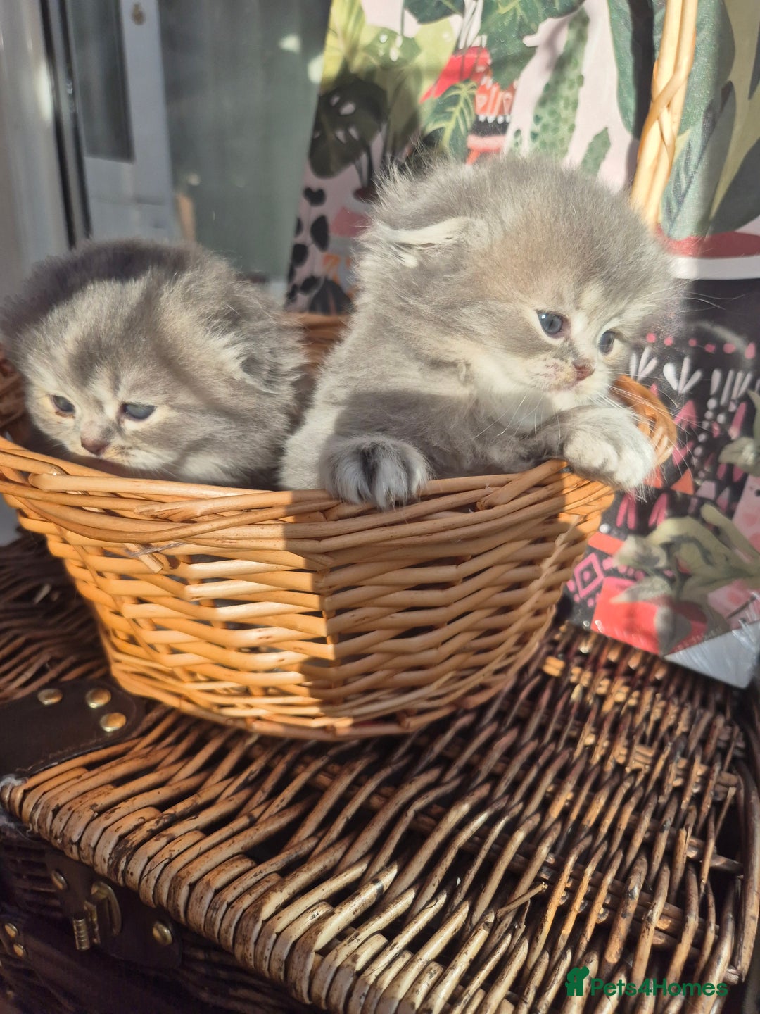 Scottish Fold cats for sale: Scottish Fold Dolls - Image 4